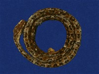 藏品(龜殼花)的圖片